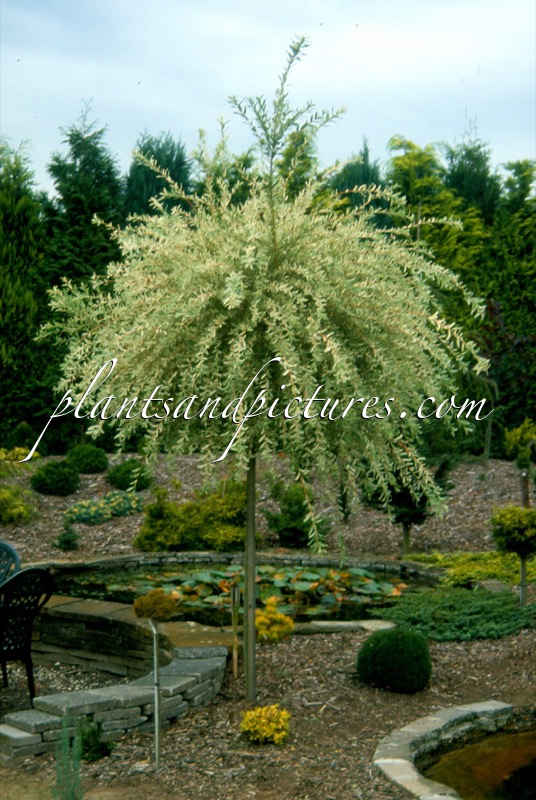 Salix integra ‘Hakuro nishiki’