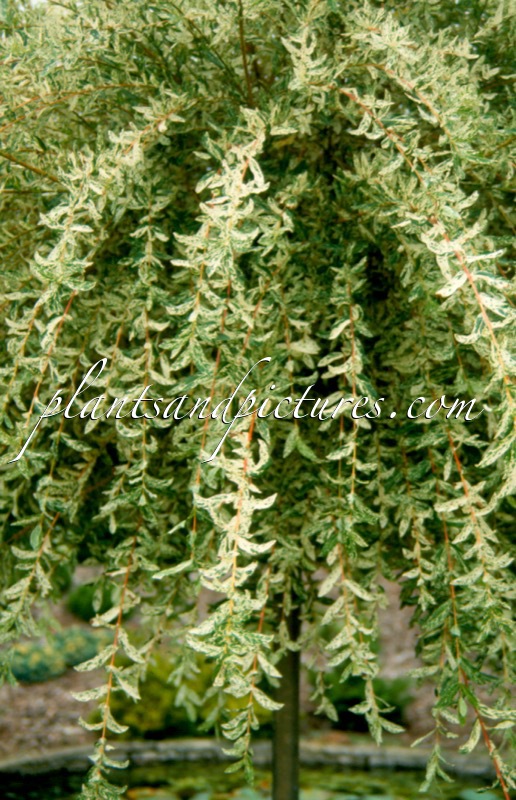 Salix integra ‘Hakuro nishiki’