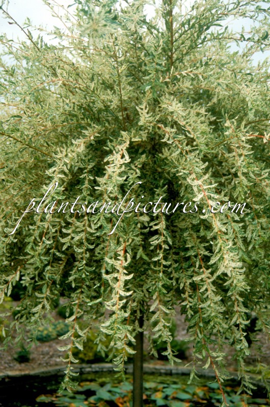Salix integra ‘Hakuro nishiki’
