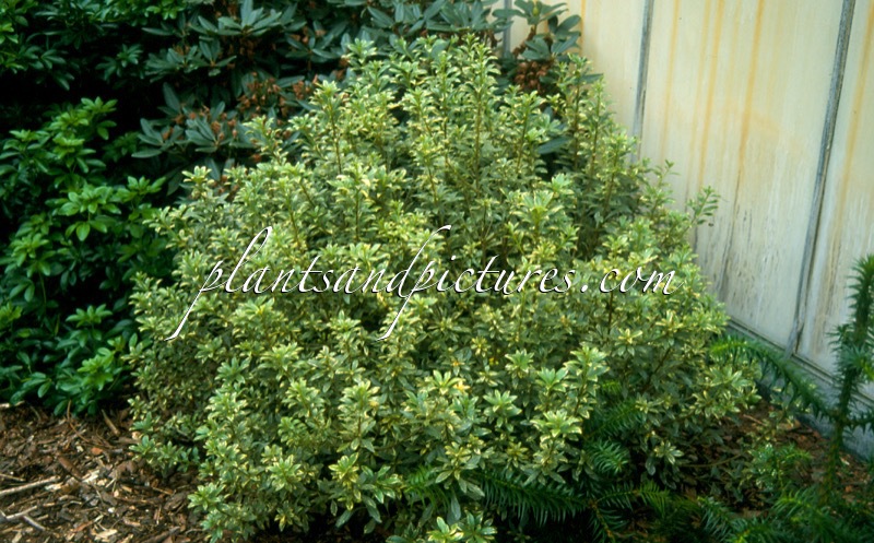 Pittosporum heterophyllum ‘La Blanca’