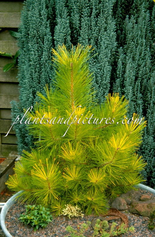 Pinus resinosa ‘Aurea’