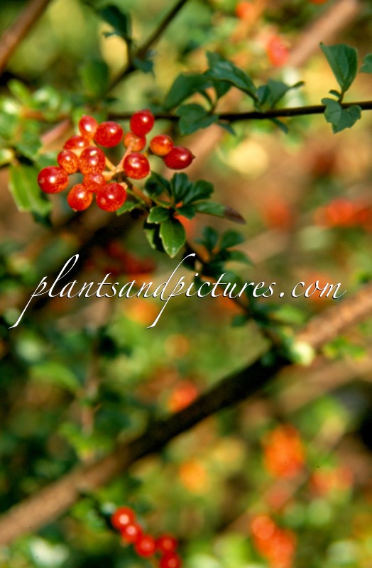 Viburnum parvifolium