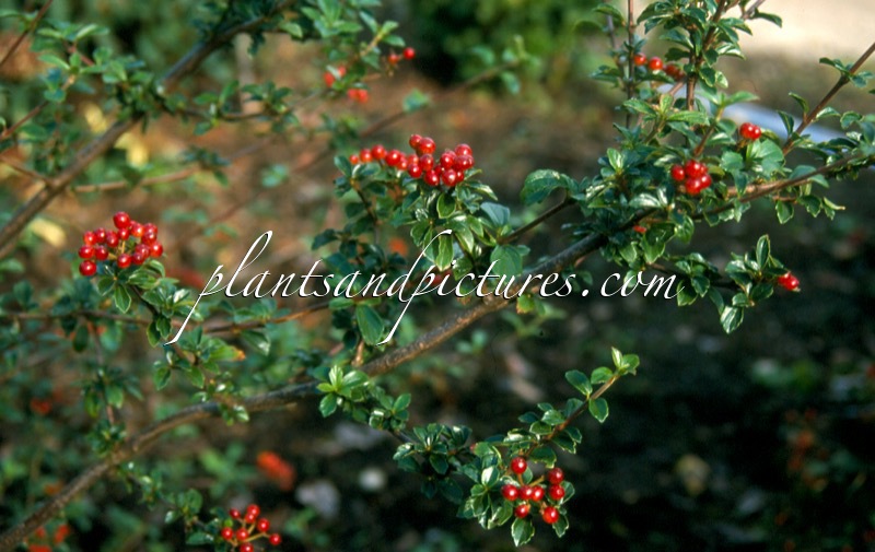 Viburnum parvifolium
