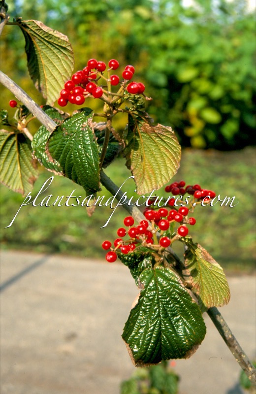 Viburnum wrightii