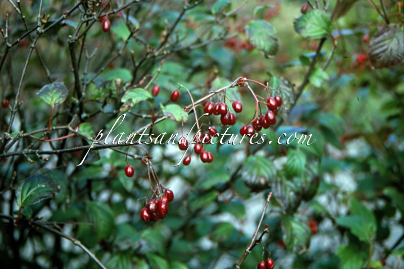 Viburnum lobophyllum