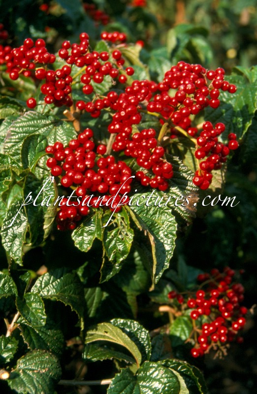 Viburnum dilatatum ‘Ineke’