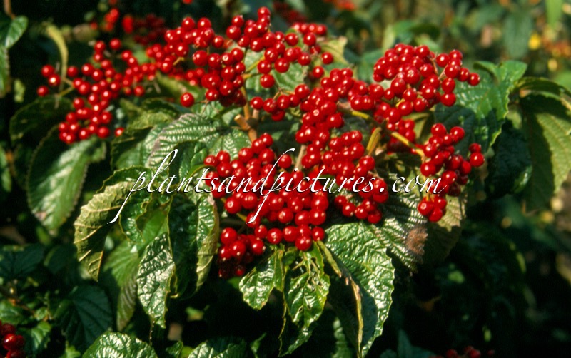 Viburnum dilatatum ‘Ineke’