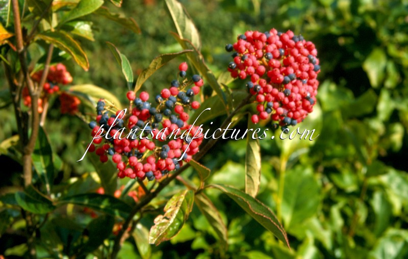 Viburnum nudum