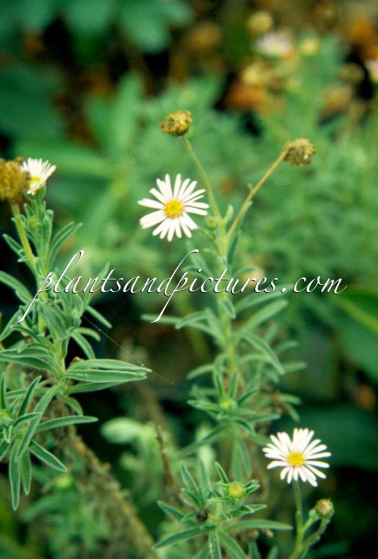 Olearia picridifolia