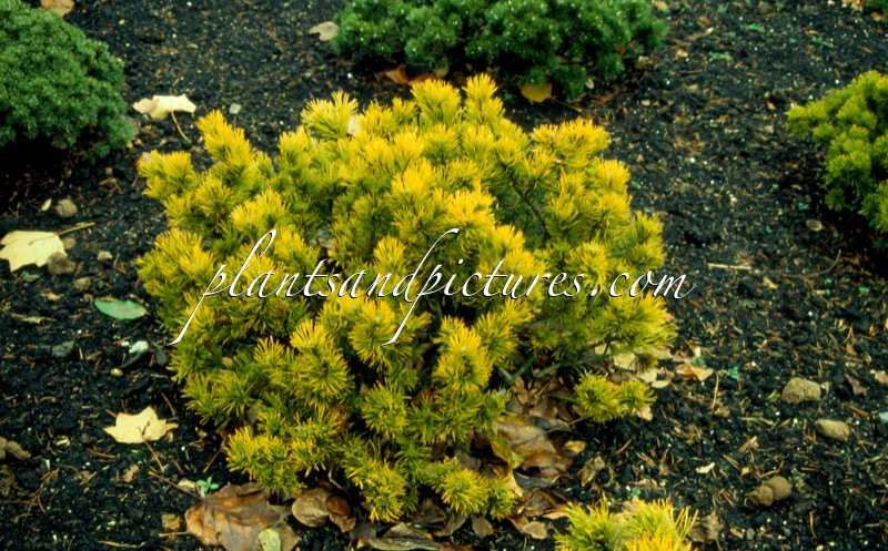 Pinus mugo ‘Carsten’