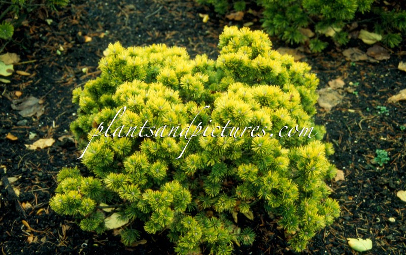 Pinus mugo ‘Ophir’