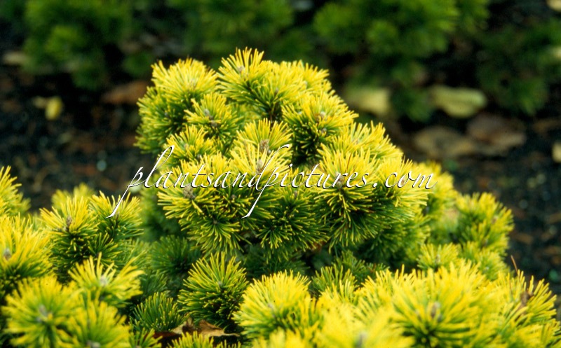 Pinus mugo ‘Ophir’