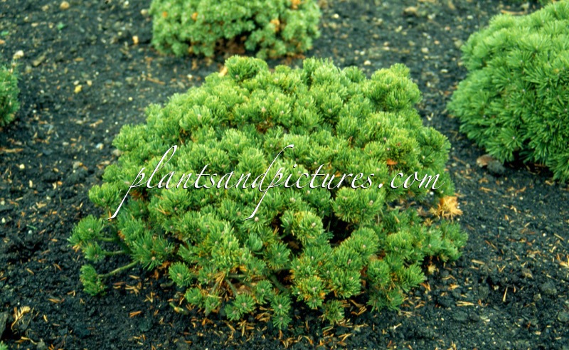 Pinus mugo ‘Picobello’