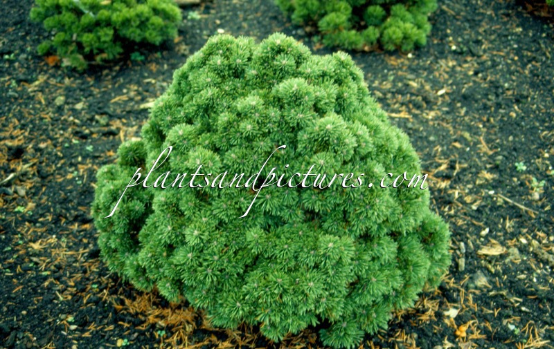 Pinus mugo ‘Allgäu’