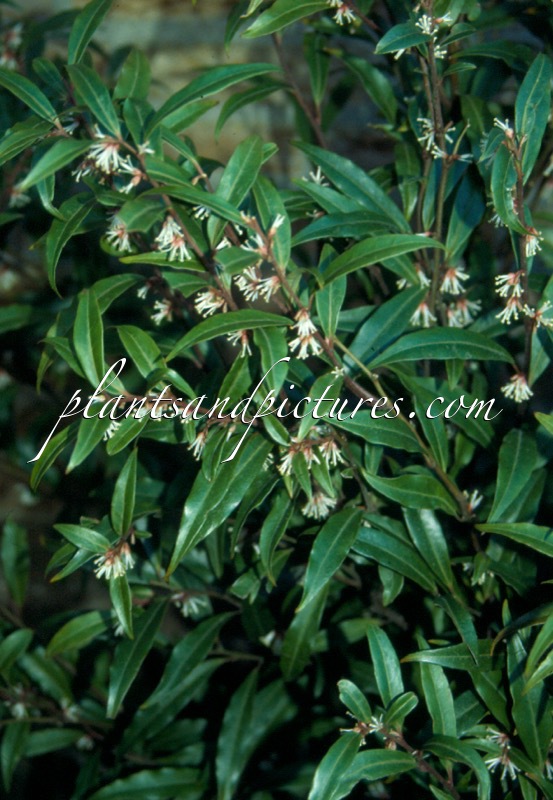 Sarcococca hookeriana var. digyna
