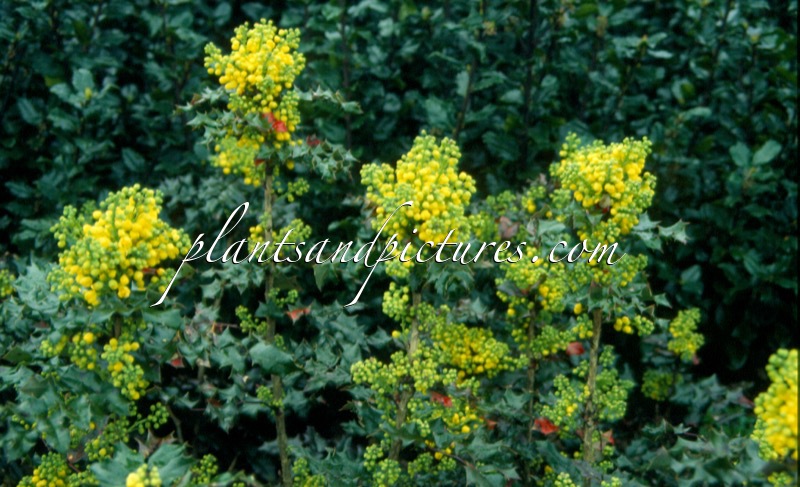 Mahonia aquifolium ‘Euro’
