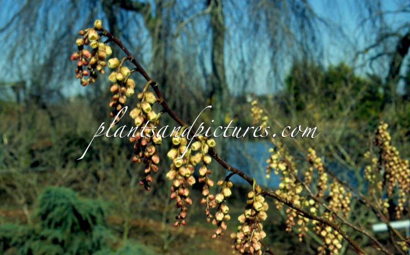 Stachyurus praecox ‘Rubriflorus’