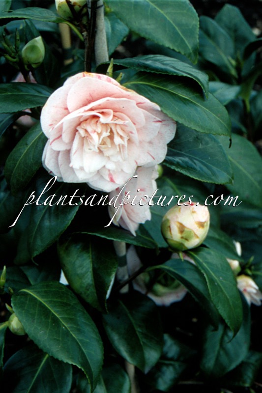 Camellia japonica ‘Bella Romana’