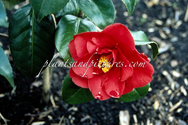 Camellia japonica ‘Wildfire’