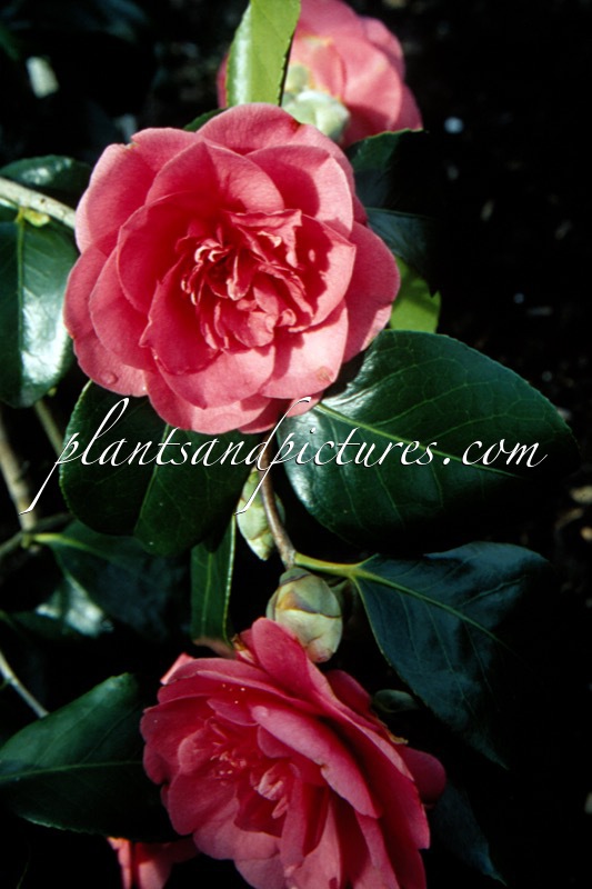Camellia japonica ‘Elegans’