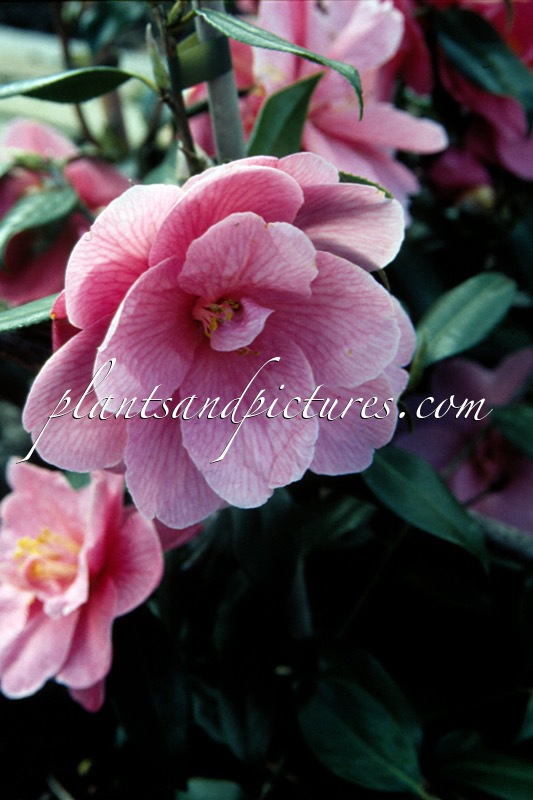 Camellia williamsii ‘Donation’