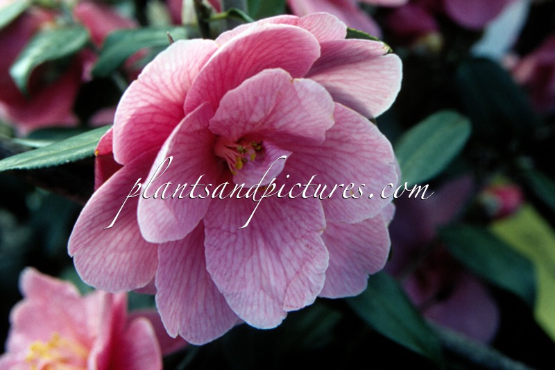 Camellia williamsii ‘Donation’