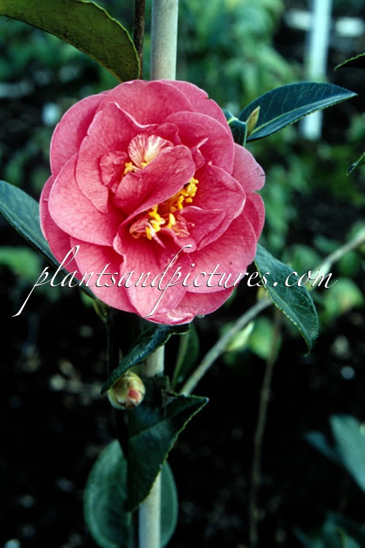 Camellia williamsii ‘Elegant Beauty’