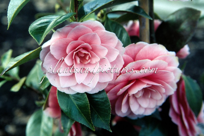Camellia japonica ‘Mrs Tingley’