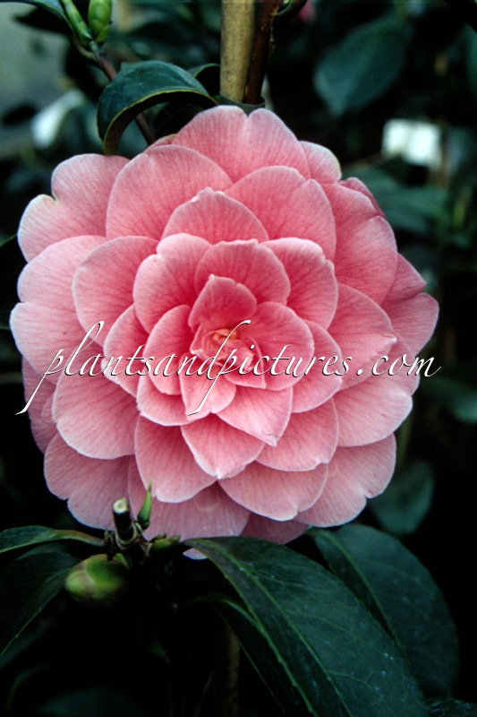 Camellia japonica ‘Sacco Nova’