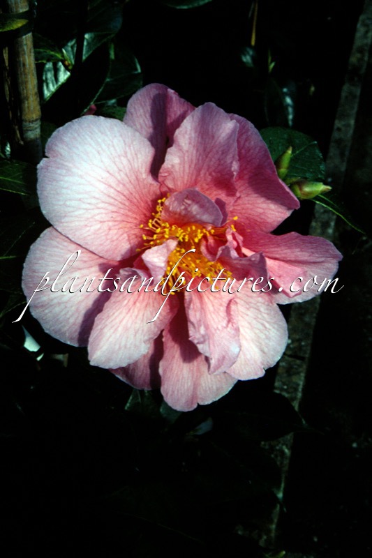 Camellia ‘Innovation’