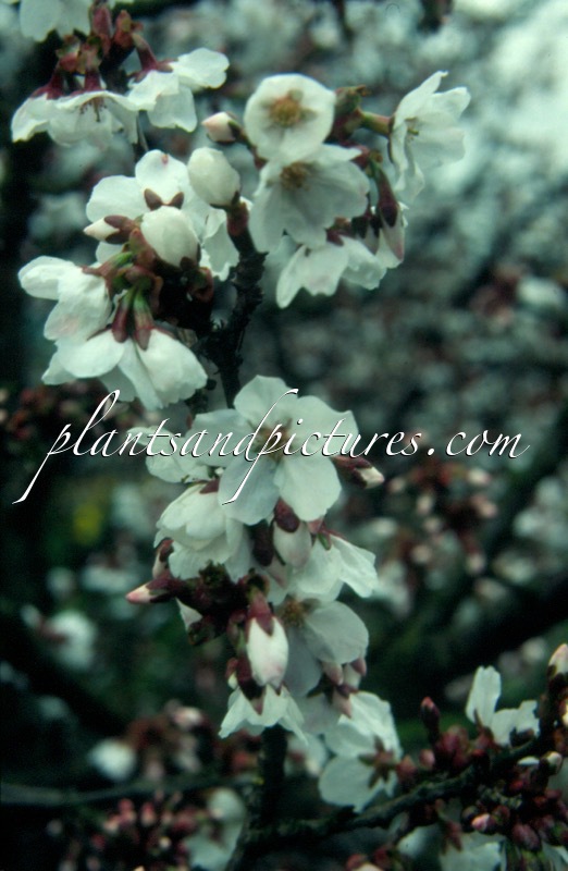 Prunus incisa