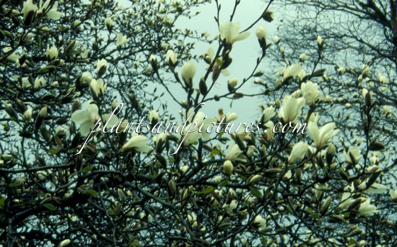 Magnolia kobus