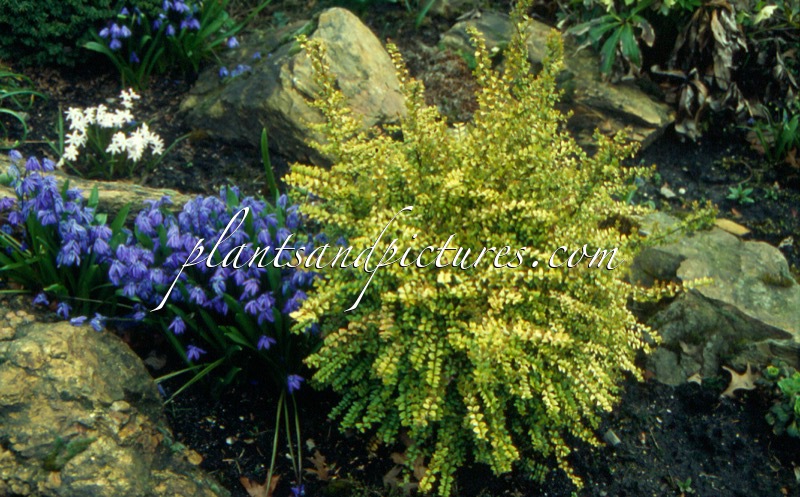 Lonicera nitida ‘Baggesen’s Gold’