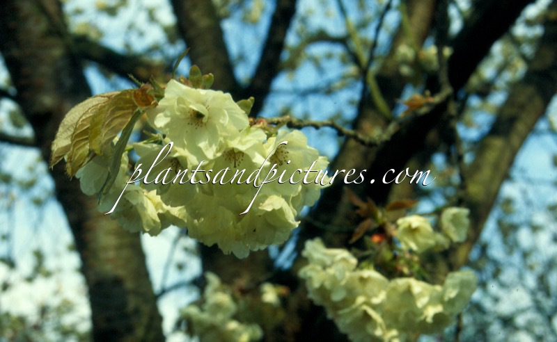 Prunus serrulata ‘Ukon’