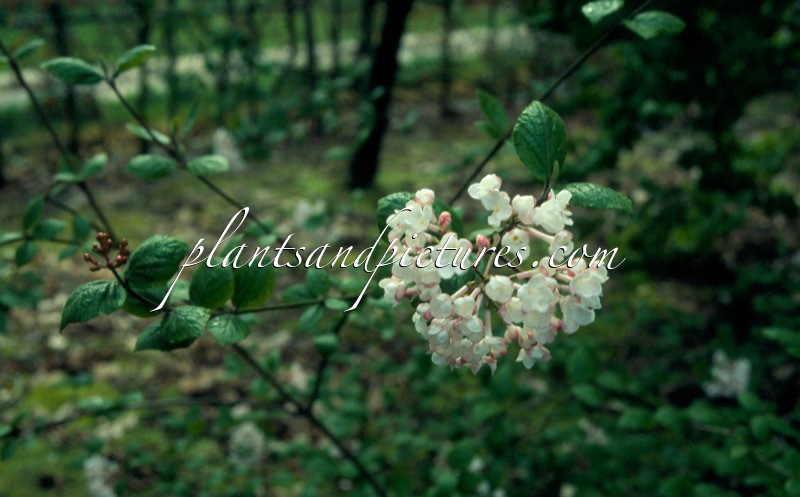 Viburnum burkwoodii ‘Fulbrook’