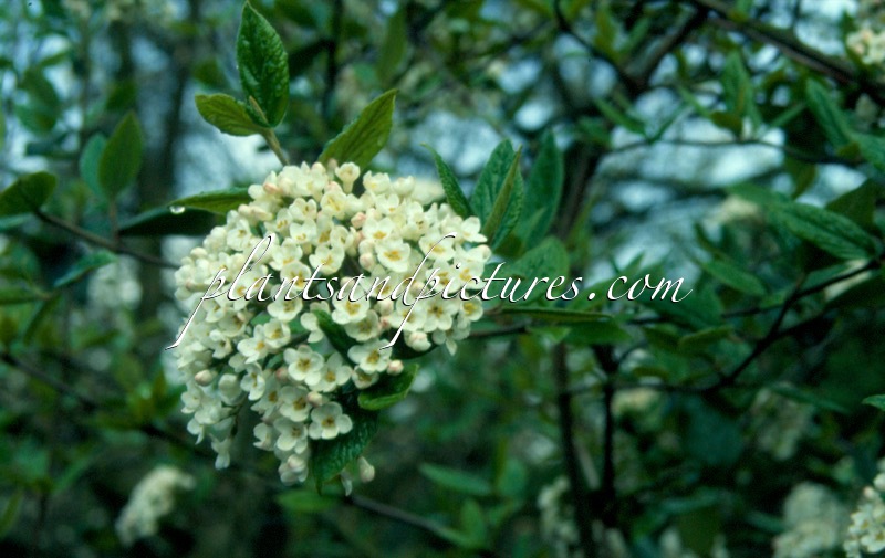 Viburnum burkwoodii
