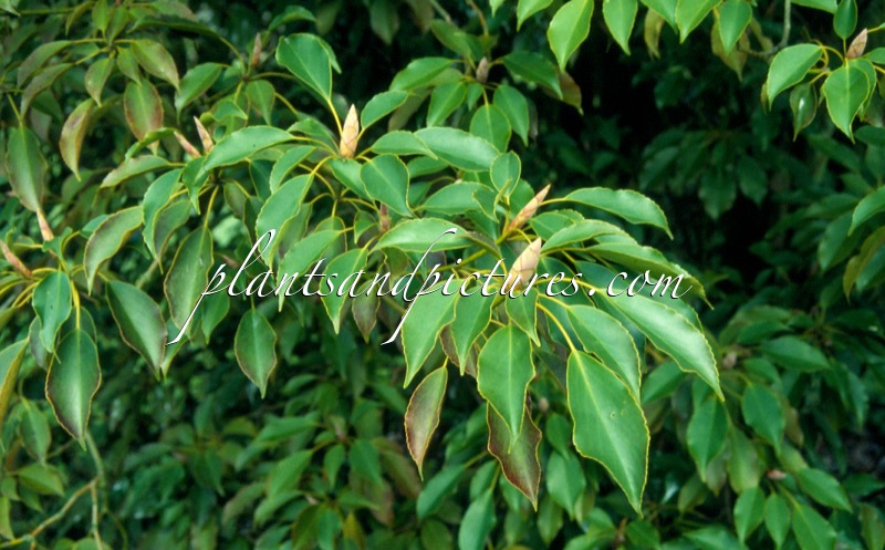 Trochodendron aralioides