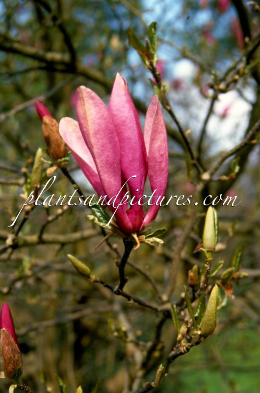 Magnolia ‘Susan’