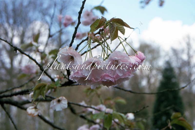 Prunus serrulata ‘Ichiyo’