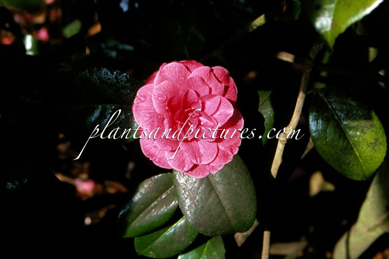 Camellia japonica ‘Mme Haas’