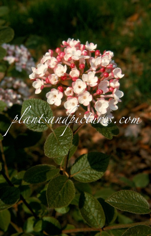 Viburnum carlesii ‘Aurora’