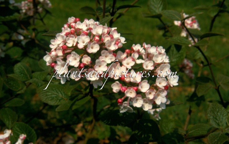Viburnum carlesii ‘Aurora’