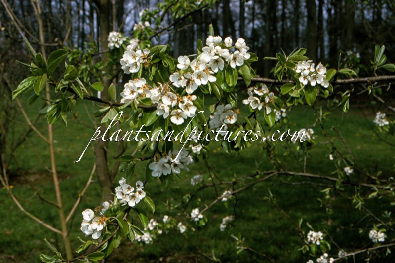 Pyrus communis subsp. caucasica