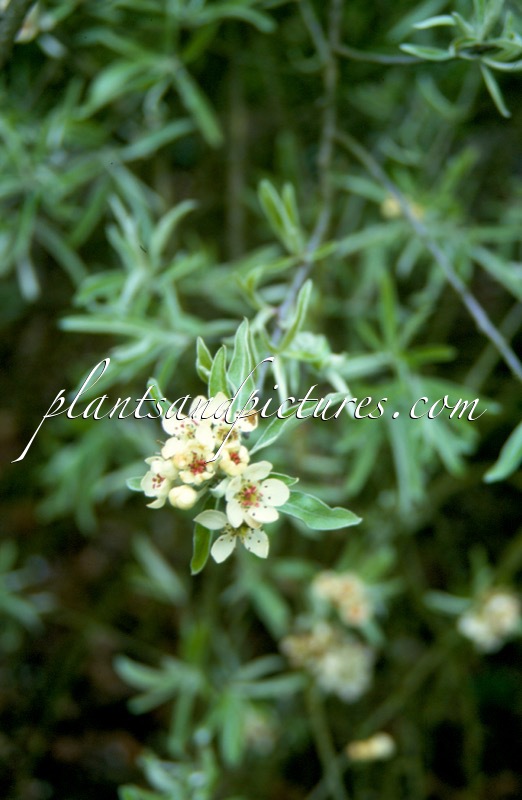 Pyrus salicifolia ‘Pendula’