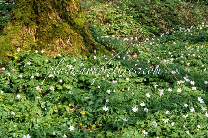 Anemone nemorosa