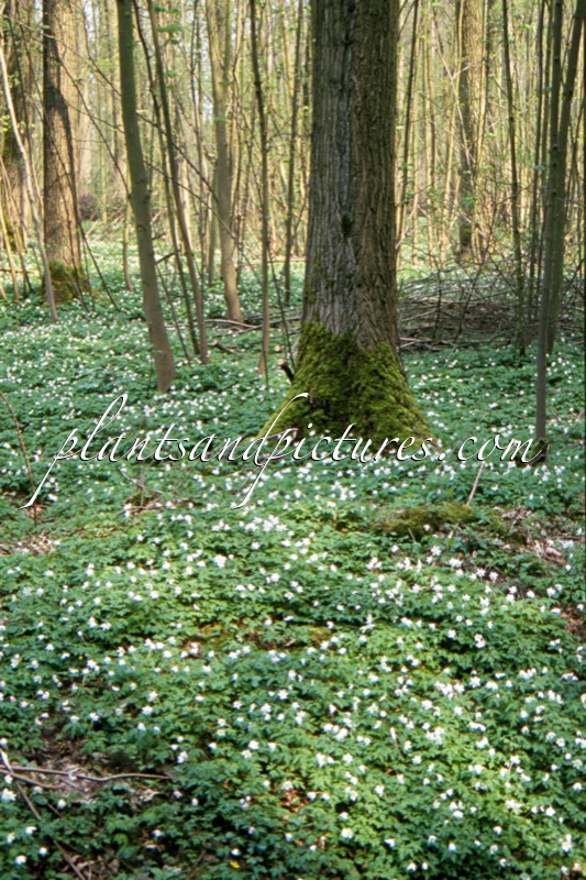 Anemone nemorosa