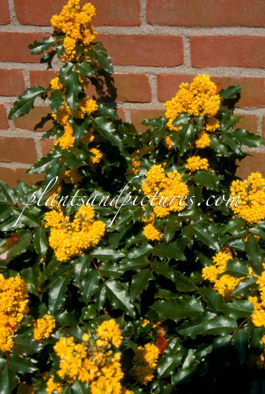 Mahonia aquifolium ‘Atropurpurea’
