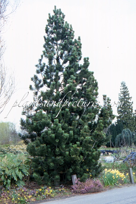 Pinus heldreichii ‘Satellit’