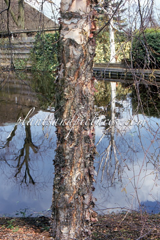 Betula nigra