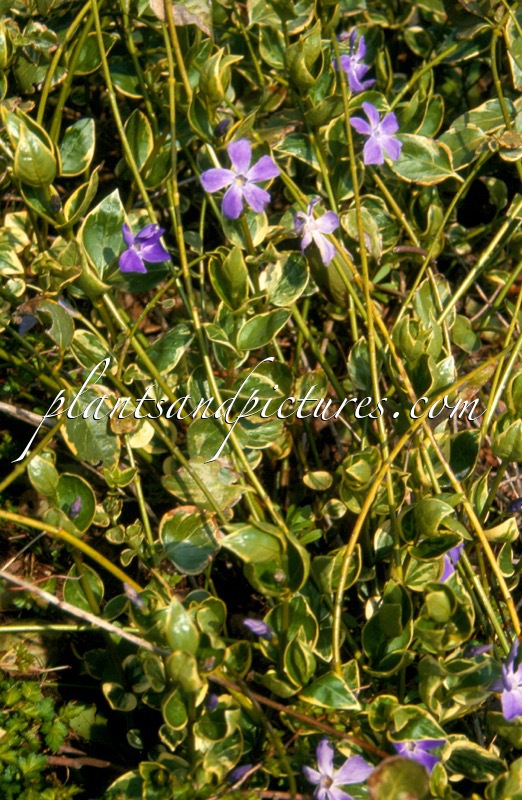 Vinca major ‘Variegata’